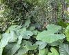 郁金香杂交育种技巧：不同色系亲本花粉活力的离体培养