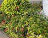 阜新花草绿植盆栽|鲜花绿植租赁，设计屋顶及阳台绿化