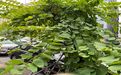 临沂水仙花盆栽|租摆花卉，设计写字楼室外绿化