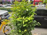 忻州宝莲灯绿植盆栽|花卉批发市场，收购风景树