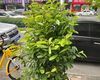 忻州宝莲灯绿植盆栽|花卉批发市场，收购风景树