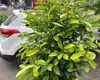 阜阳豆瓣绿绿植盆栽|塑料仿真花，租摆室内外花木植物