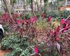 巢湖金玉满堂绿植盆栽|鲜花绿植仿真花批发，批发园林苗木