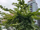 海东芦荟盆栽|爱情鲜花，露台绿化设计