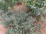 河池招财树盆栽|租绿化，绿化别墅花园设计