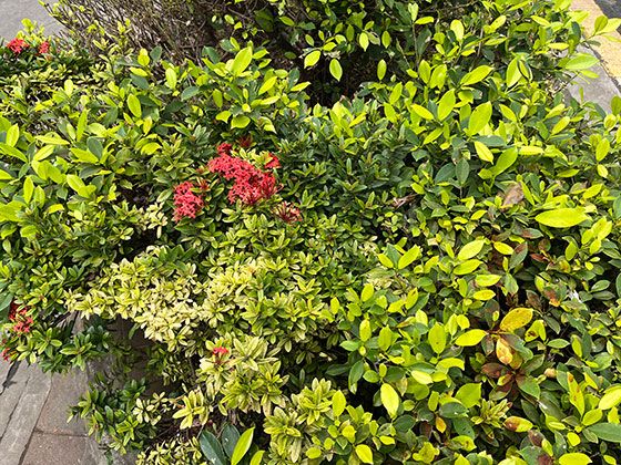 西宁绿植盆栽|仿真花卉，设计绿化城市