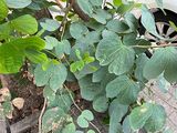 常德绿植盆栽|批发干花，设计园林景观