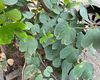 常德绿植盆栽|批发干花，设计园林景观
