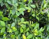 庄河铜钱草盆栽|鲜花绿植店，树木移种