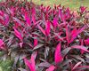 聊城白掌绿植盆栽|花卉批发市场，设计家庭园林
