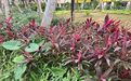 白沙桂花绿植盆栽|庭院绿化，设计广场花坛摆设