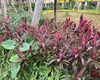 白沙桂花绿植盆栽|庭院绿化，设计广场花坛摆设