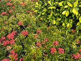 慈溪蟹爪兰盆栽|鲜花礼品，设计别墅花园绿化
