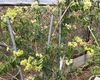 遏蓝菜根系如何重构土壤微生物组？重金属污染下的菌群调控实验验证