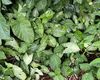 遏蓝菜分布变迁的机器学习预测：未来气候变化下的适生区模拟与保护策略