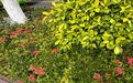 阿克苏绿萝绿植盆栽|干花假花批发，设计写字楼室外绿化