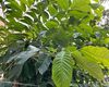 黄金在地质学中的形成过程：火山活动与热液作用的关键角色
