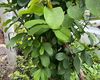 清远办公室盆栽绿植|茶几鲜花，租赁宾馆植物摆设