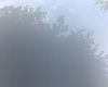 茉莉花后修剪误区：这3种剪法会导致下次开花减少50%
